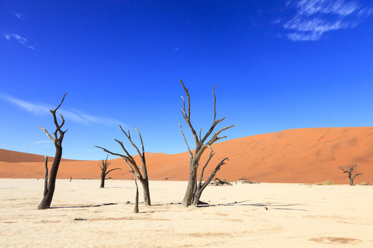 Dead tree in Sossusvlei Namibia © jefwod