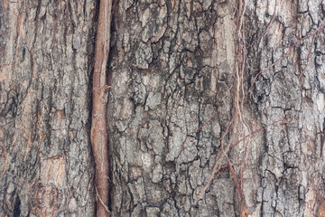 Tree bark texture an old tree.