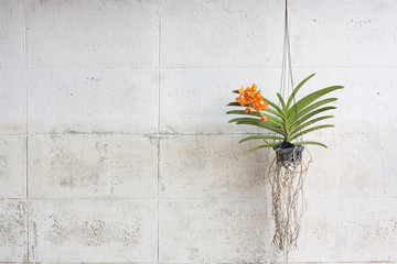 Orchids grown in plastic pots hanging on the walls.