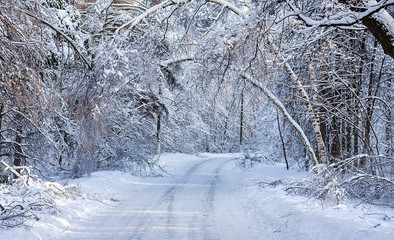 The road on the snow-covered wood, Moscow. In park.
