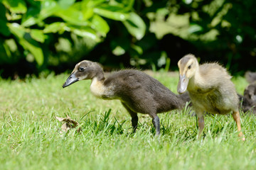Domesticated ducks on meadow
