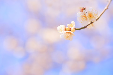 日本の梅の花