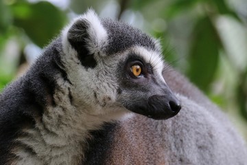 Lemur