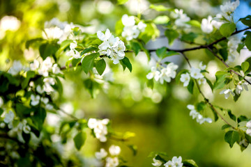 Apple blossom spring day in nature