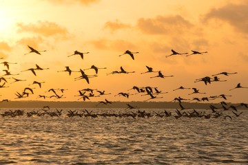 Flying flamingoes at sunset