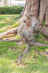 Monkeys sit beneath a large tree No.2