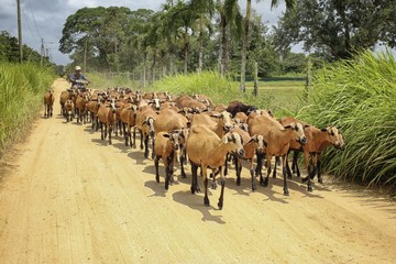 Mobile goatherd