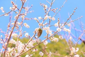 メジロと梅の花