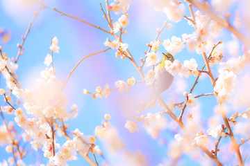 青空の中にメジロと梅の花