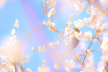 メジロと梅の花。虹、ピンク、ボケ。
