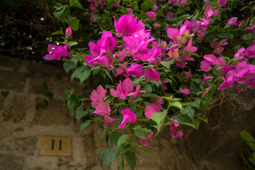 Bougainvillea flowers in Rhodes, Greece.