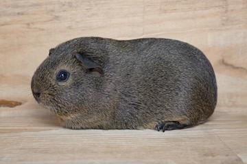 Agouti Meerschweinchen (Jungtier)