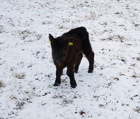 Galloways, Rinder, Winter