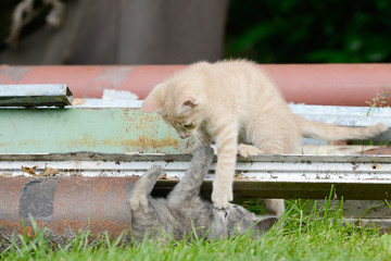 Kitten between scrap