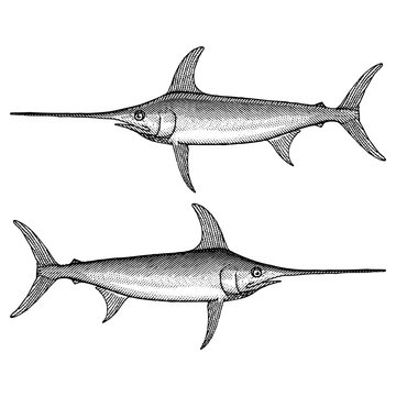 Swordfish Illustration