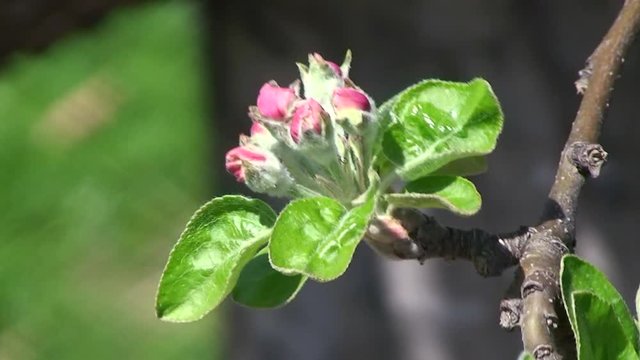 Ein Zweig mit einer Apfelblüte (Kronprinz) bewegt sich im Wind (Großaufnahme)