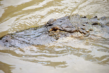 American alligator swimming