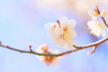 梅の花