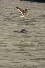 Bird and seal