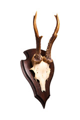 deer horns isolated on white with clipping path.