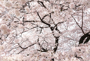 満開の桜　ソメイヨシノ　王子動物園