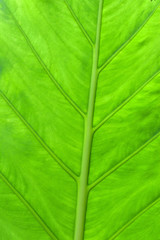 Green leaf of tropical tree