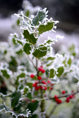 Ilex im Winter