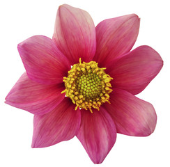 Dahlia flower  pink, white isolated background with clipping path.   Closeup.  no shadows.  For design. eight petals.  Nature.