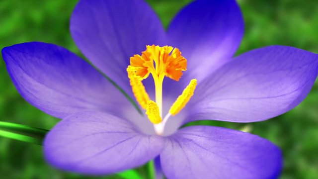 Blue Crocus Flower In Springtime. Looped.