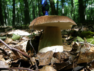 Boletus edulis in the forest