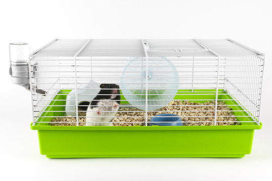 Funny hamster looking out of its cage on white