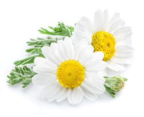 Obraz premium Kwiaty rumianku lub rumianku.