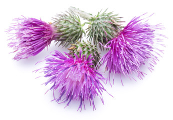 Milk thistle (Silybum) flowers isolated on the white background.