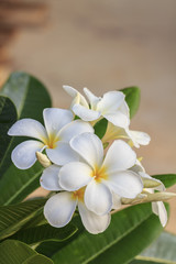White frangipani flower