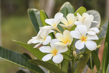 Obraz na płótnie Canvas White frangipani flower