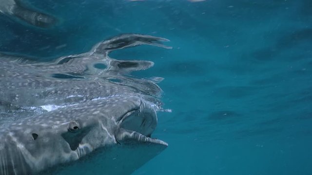 Whale Shark (Rhincodon typus), Isla Mujeres, Mexico, Sep 2016