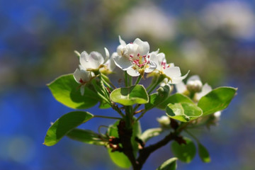 Kwitnąca Jabłoń