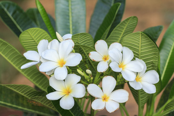 White frangipani flower