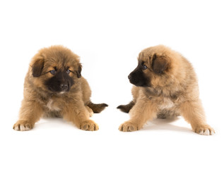 two puppy brown