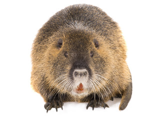 Coypu (Myocastor coypus)