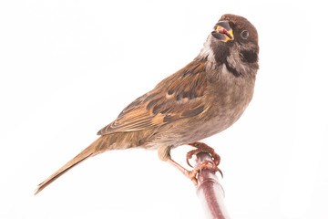 sparrow sitting on a tree branch