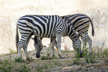 Image of a zebra on nature background. Wild Animals.