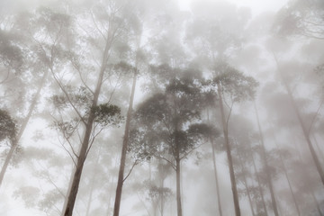 Fototapeta premium fog in the forest