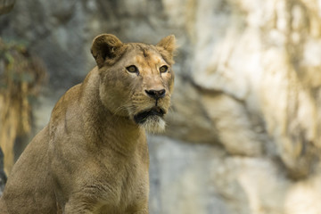 Obraz na płótnie Canvas Image of a female lion on nature background. Wild Animals.