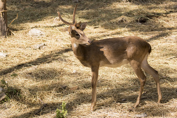 Image of a deer on nature background. wild animals.