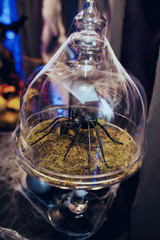 Decorative spider put under glass cover with web