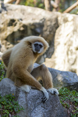 Image of a gibbon sitting on rocks. Wild Animals.