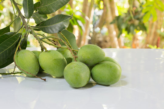 Bunch of fresh Mangoes on the white table in green garden