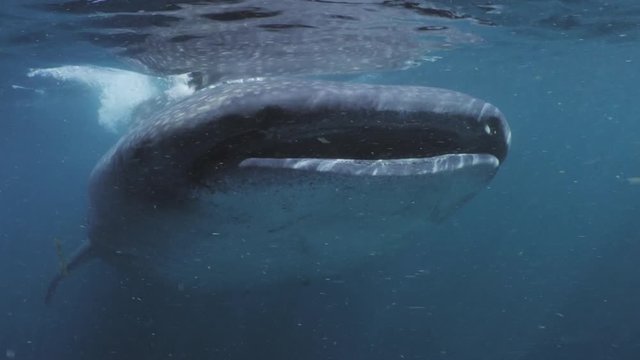 Whale Shark (Rhincodon typus), Isla  Mujeres, Mexico, Sep 2016