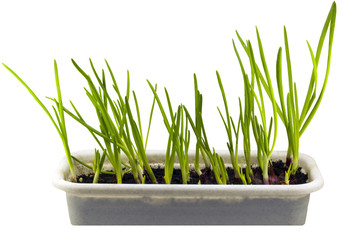Image of green onions on a white background